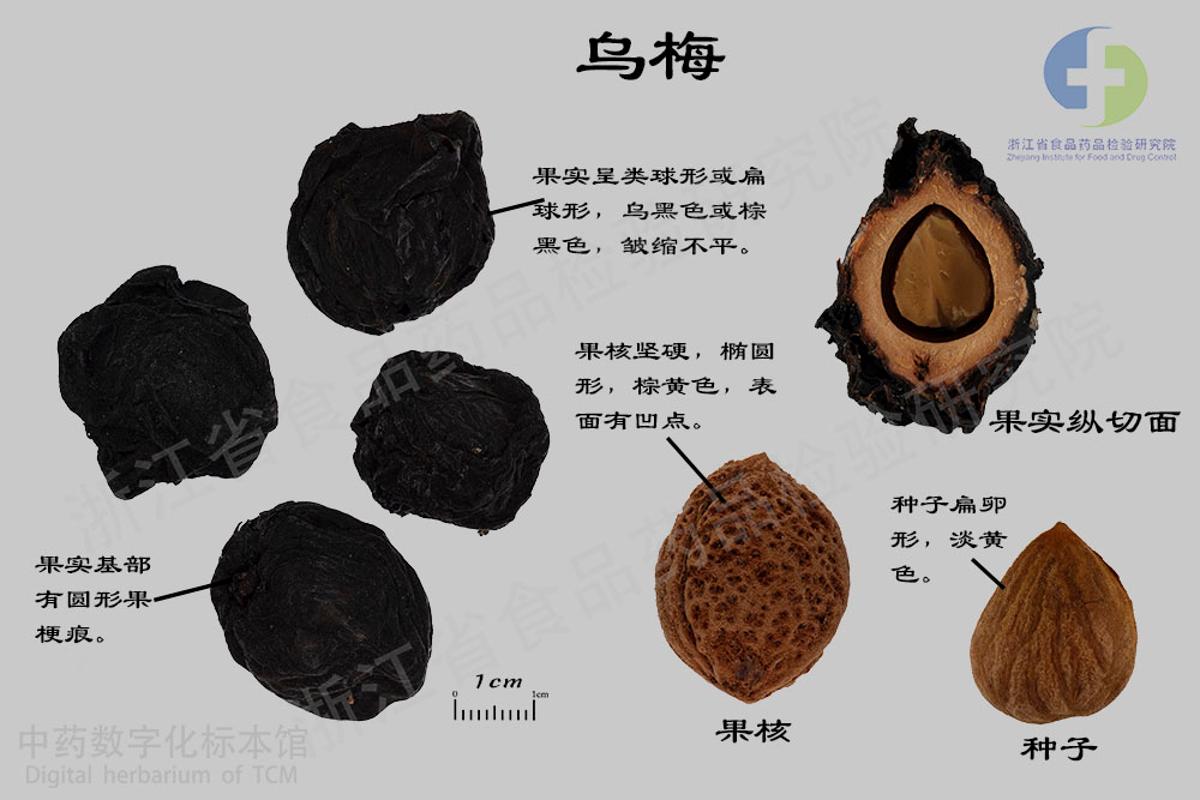 乌梅 标本影像