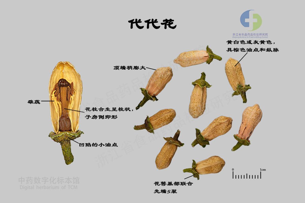 代代花 标本影像
