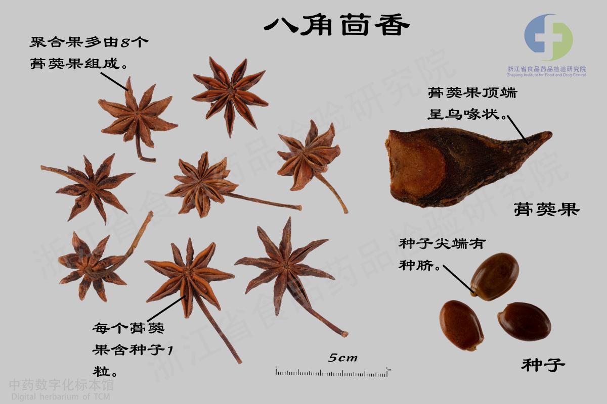 八角茴香 标本影像