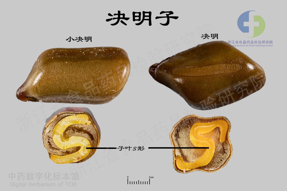 决明子 标本影像