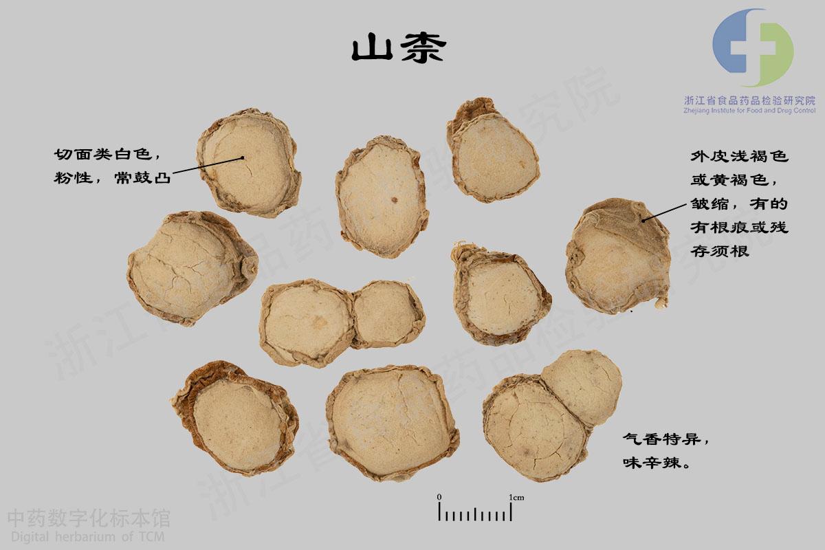山柰 标本影像
