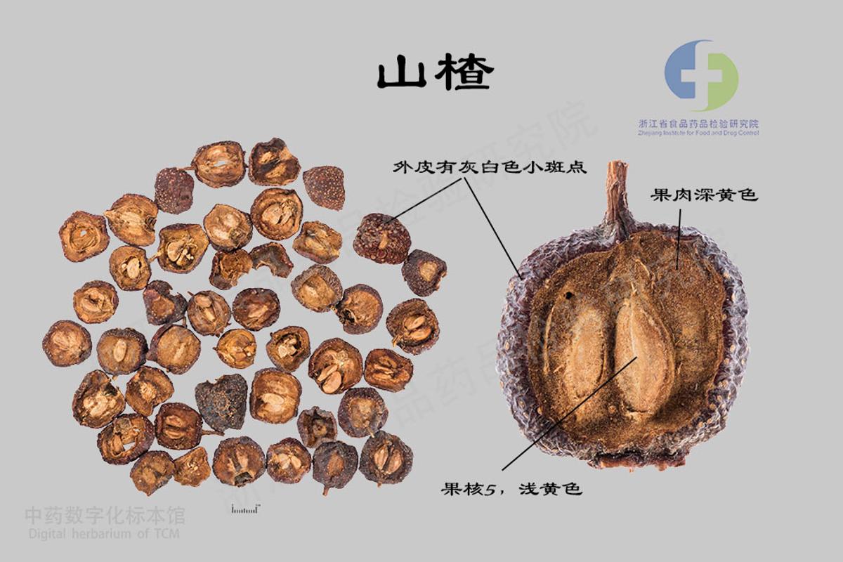 山楂 标本影像