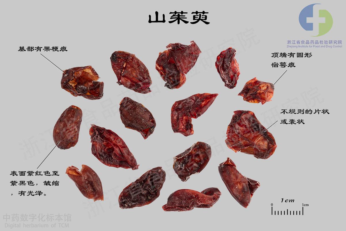 山茱萸 标本影像