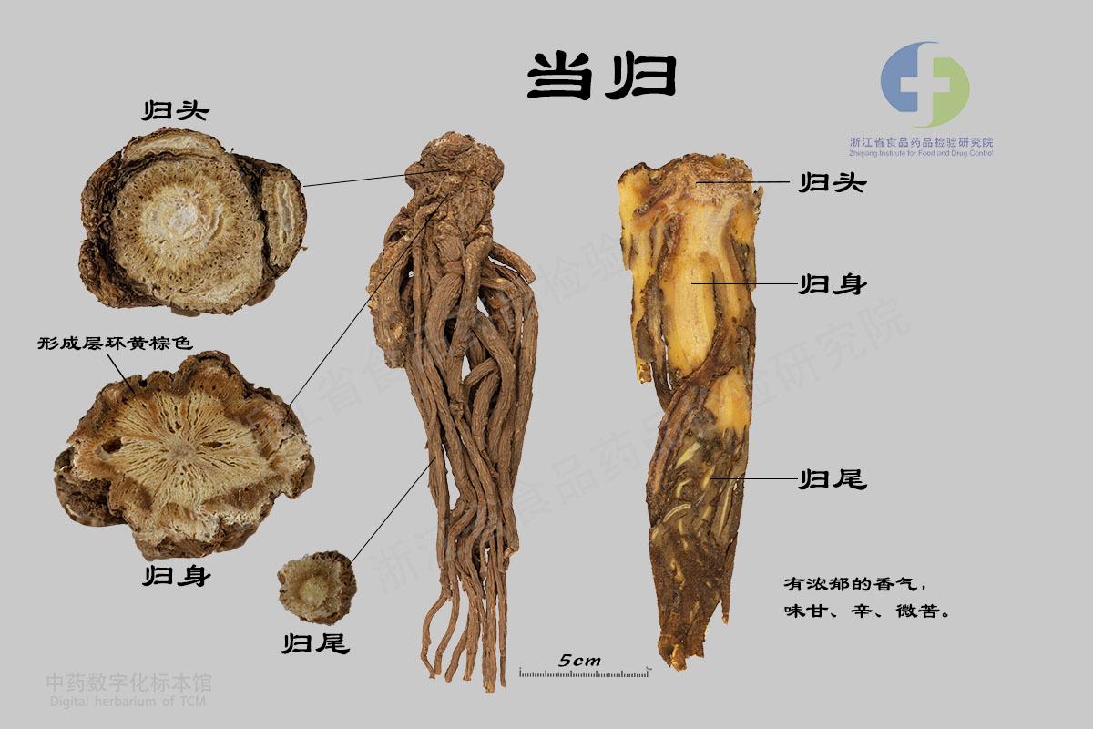 当归 标本影像