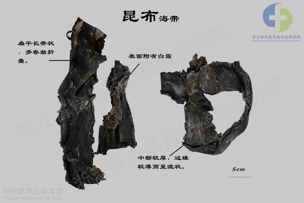 昆布 标本影像