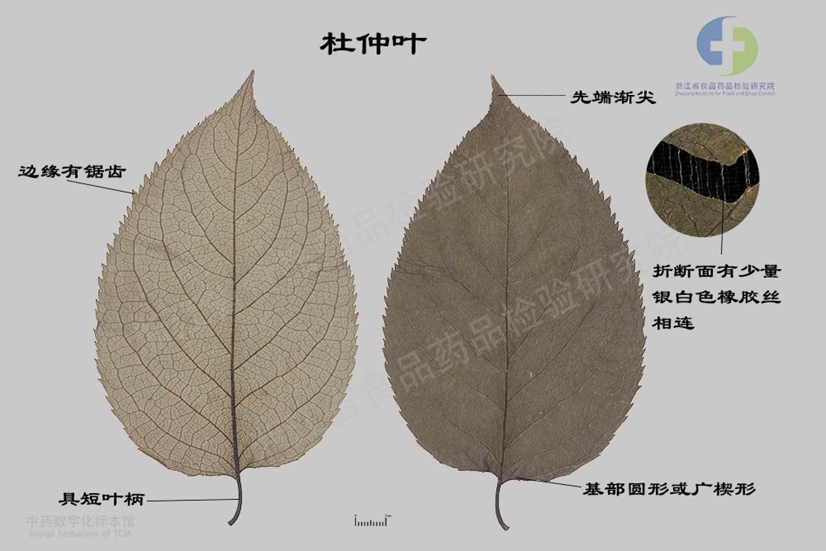 杜仲叶 标本影像