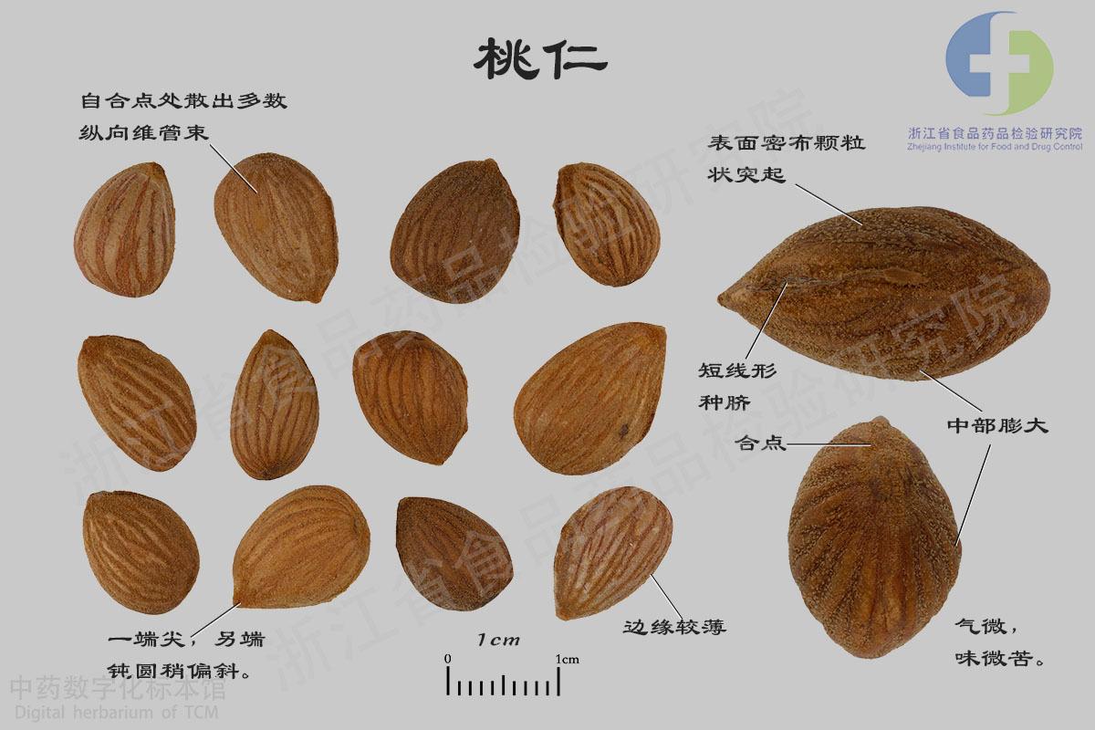 桃仁 标本影像