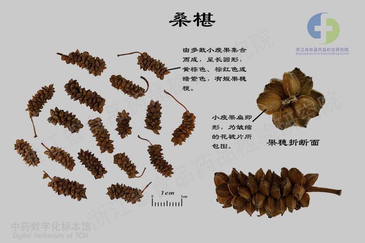桑椹 标本影像