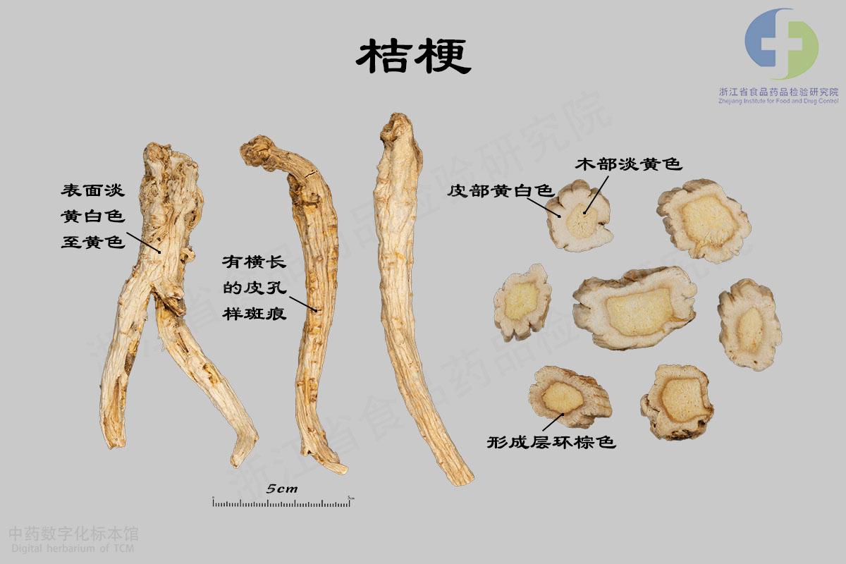 桔梗 标本影像