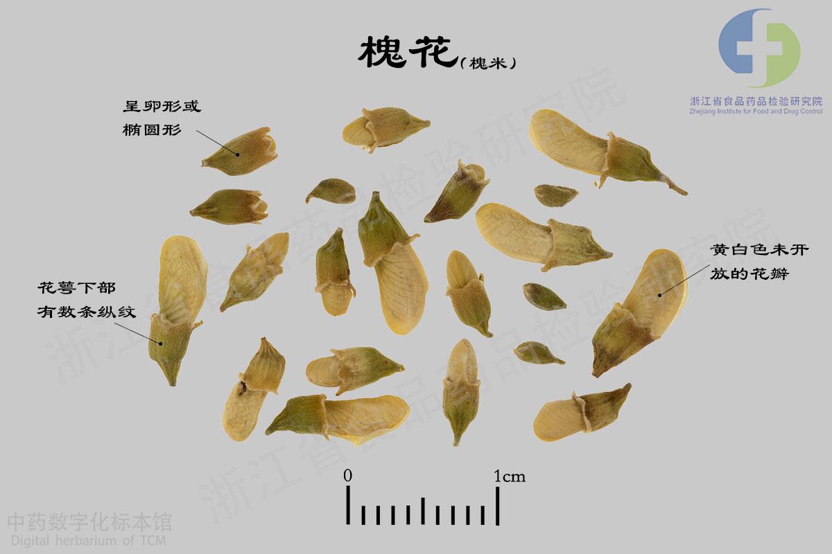 槐花 标本影像