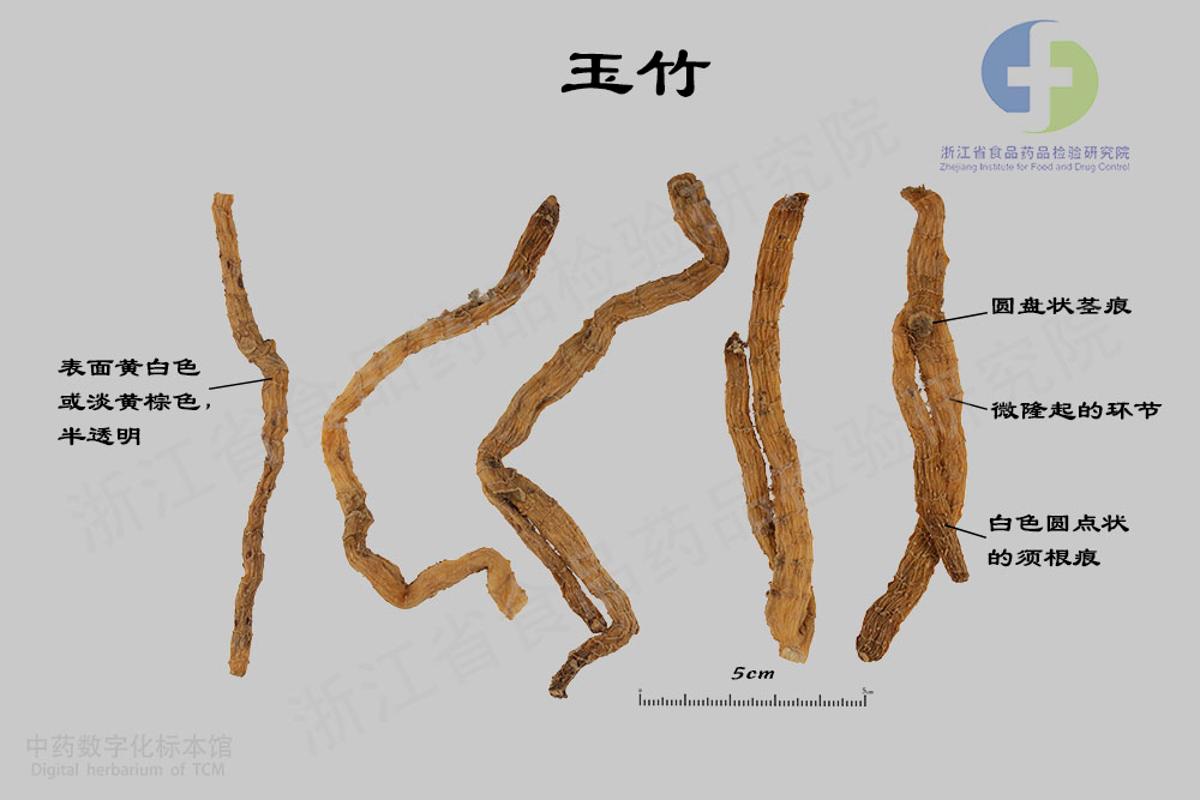 玉竹 标本影像