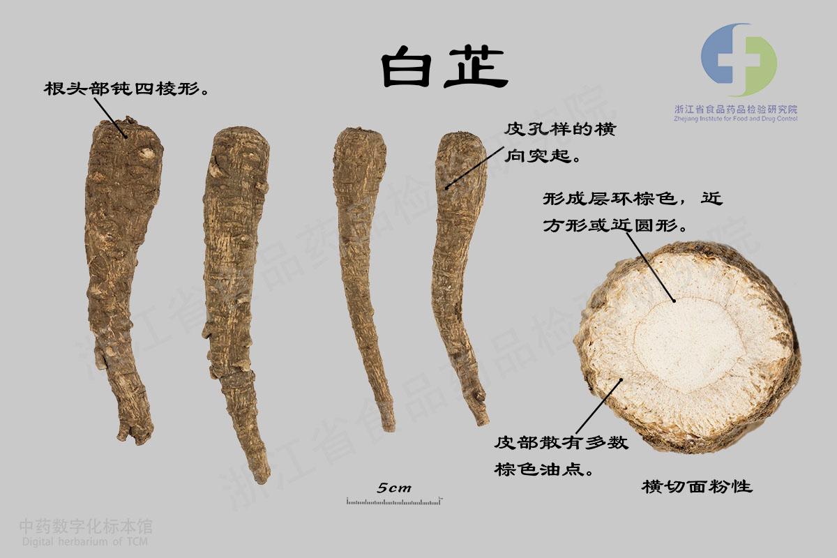 白芷 标本影像