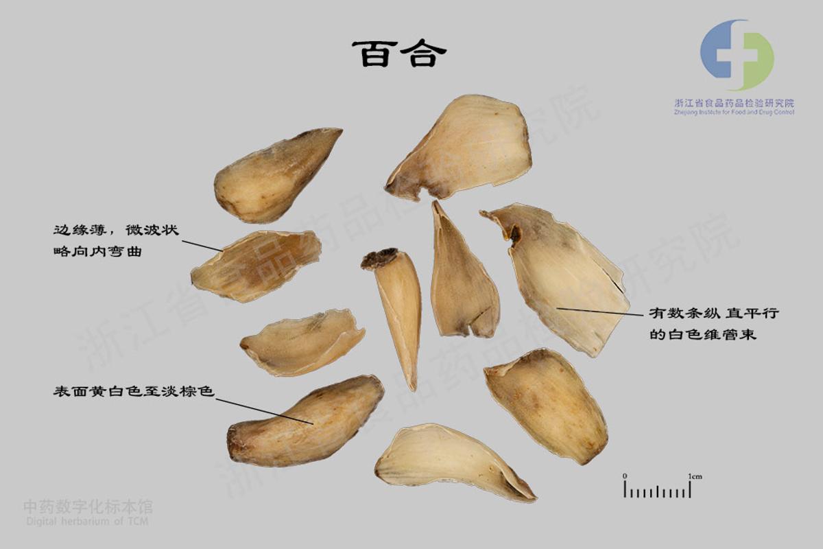 百合 标本影像