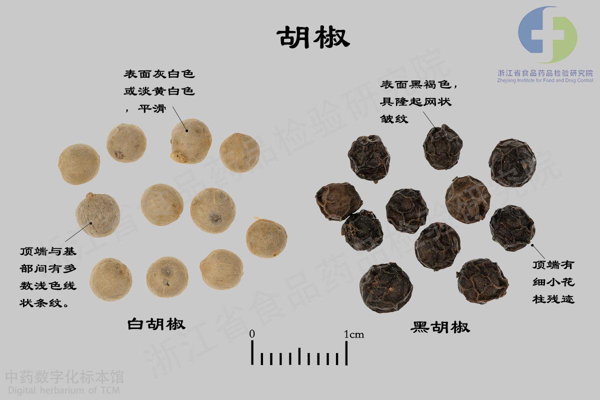 胡椒 标本影像
