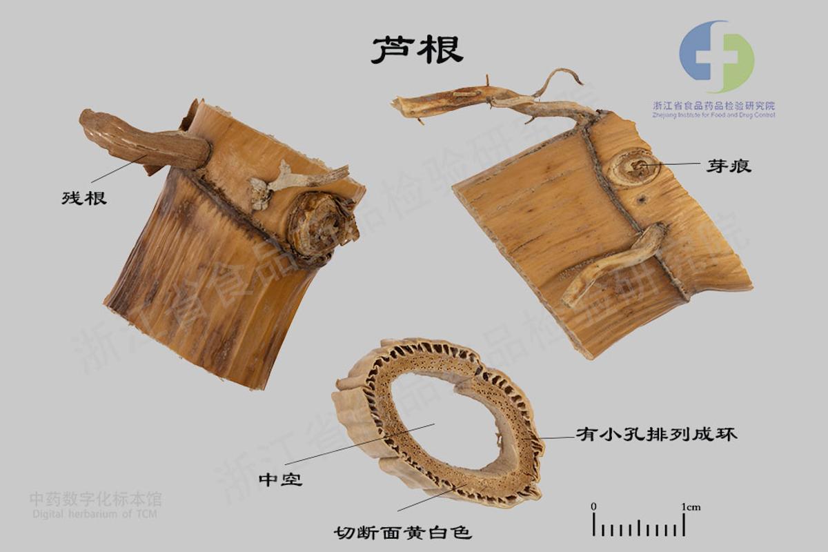 芦根 标本影像