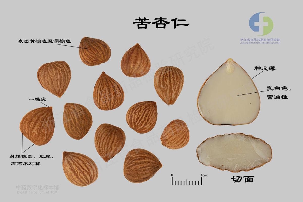 杏仁 标本影像