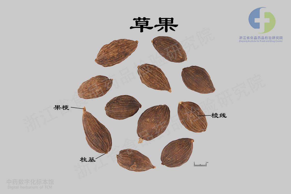 草果 标本影像