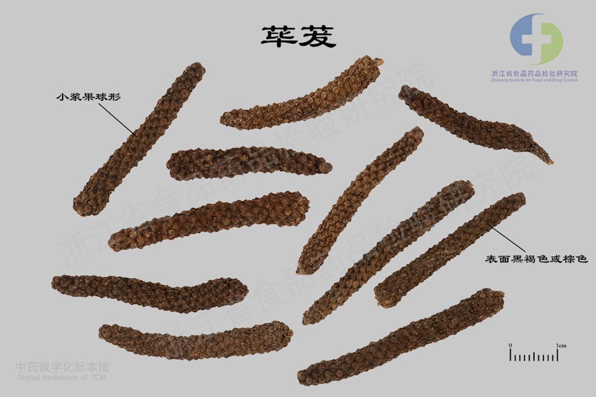 荜茇 标本影像