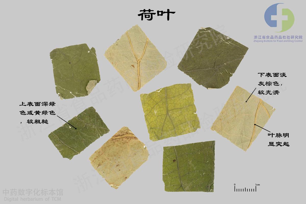 荷叶 标本影像