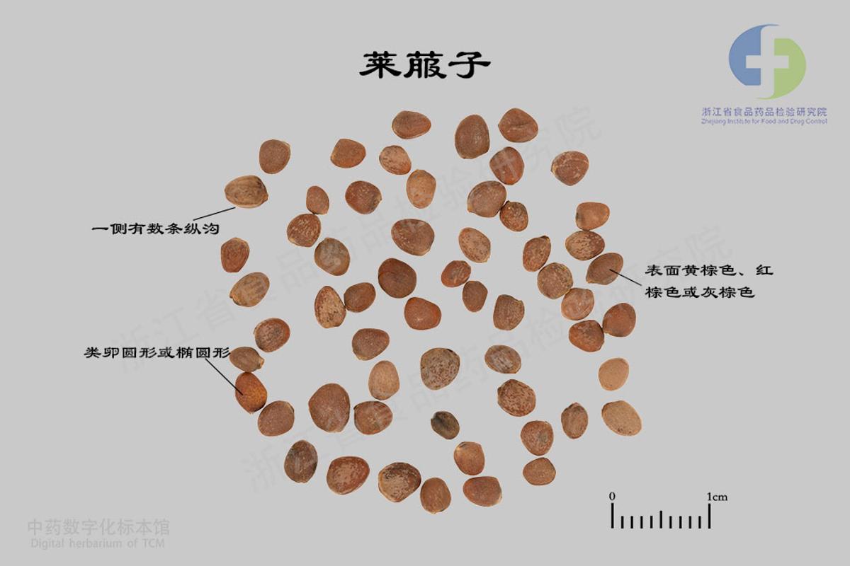 莱菔子 标本影像
