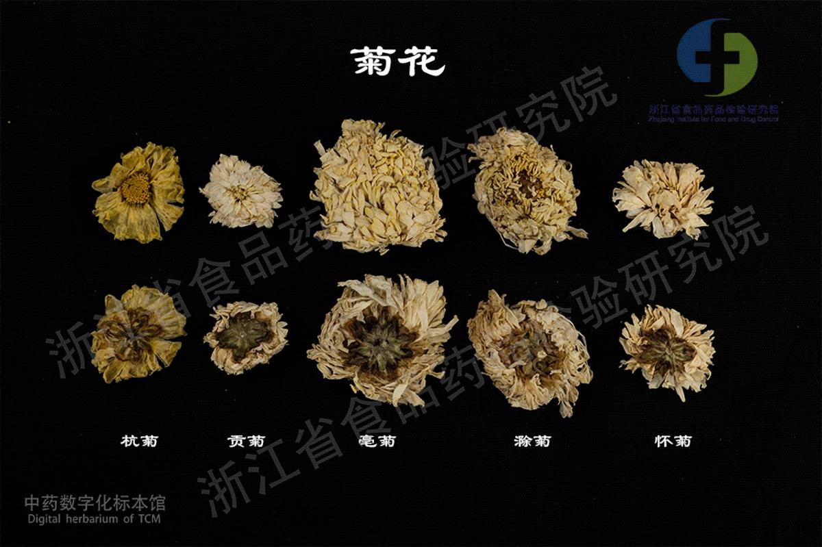 菊花 标本影像