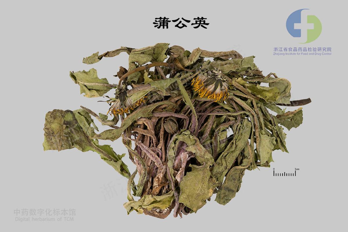 蒲公英 标本影像