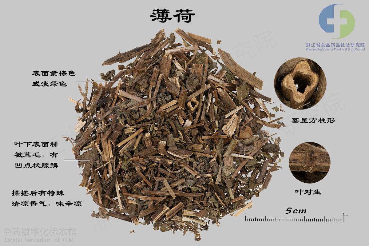 薄荷 标本影像