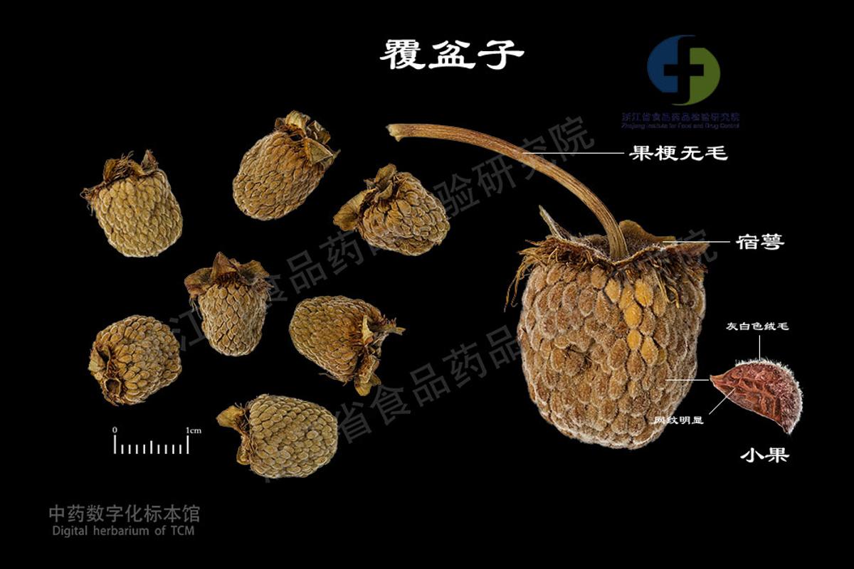 覆盆子 标本影像