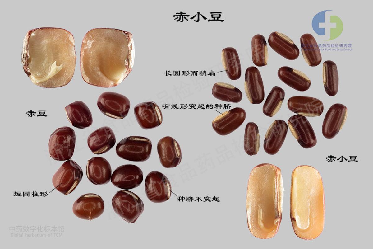 赤小豆 标本影像