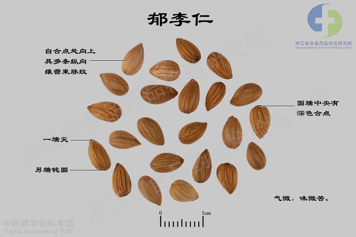 郁李仁 标本影像