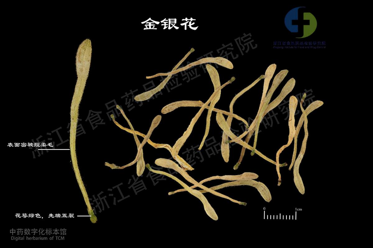 金银花 标本影像