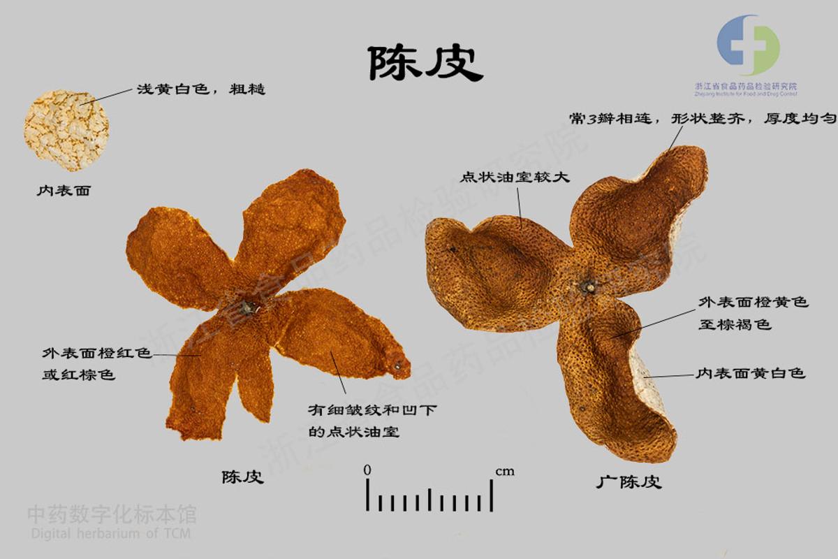 橘皮 标本影像