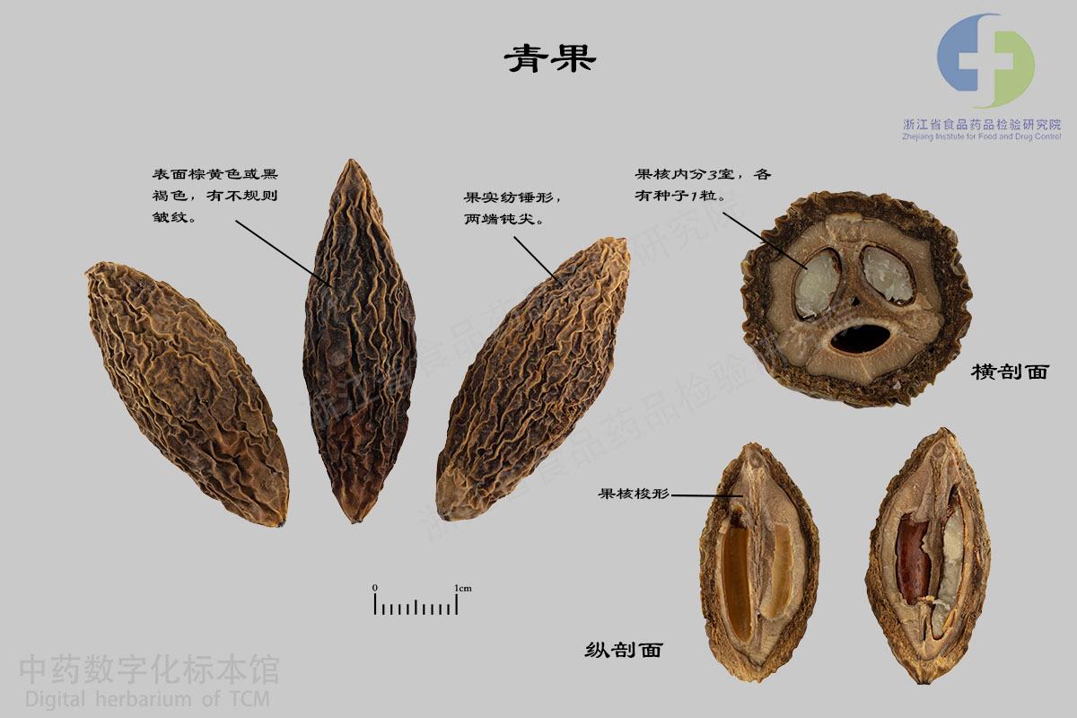 青果 标本影像