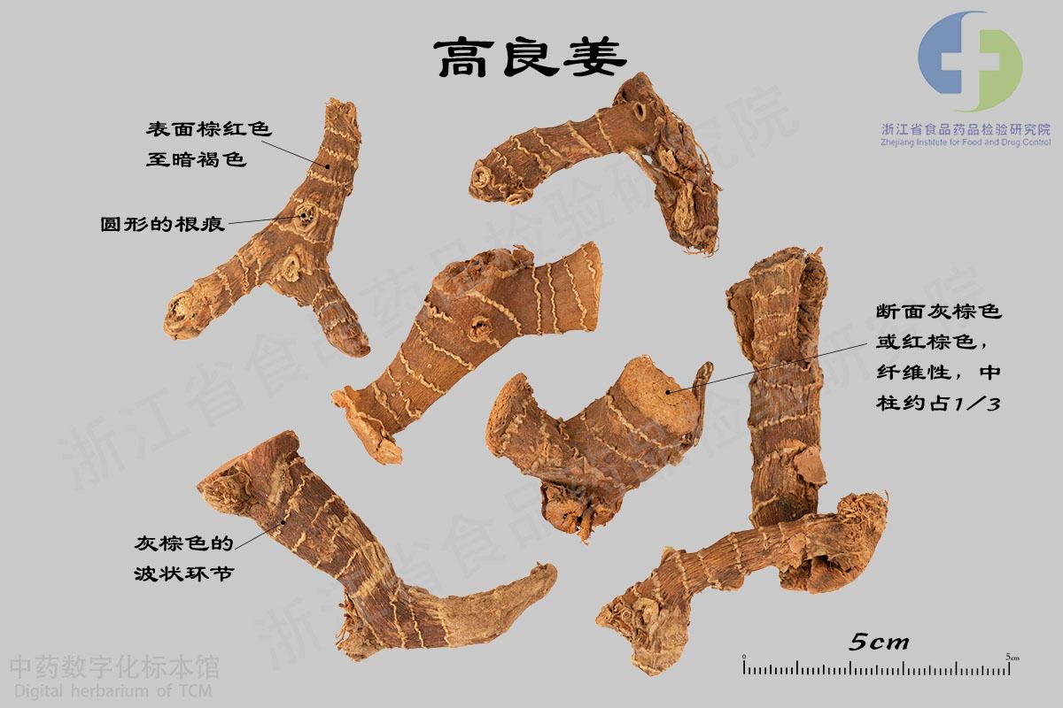 高良姜 标本影像