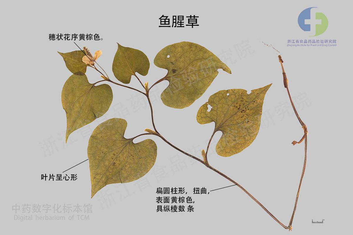 鱼腥草 标本影像