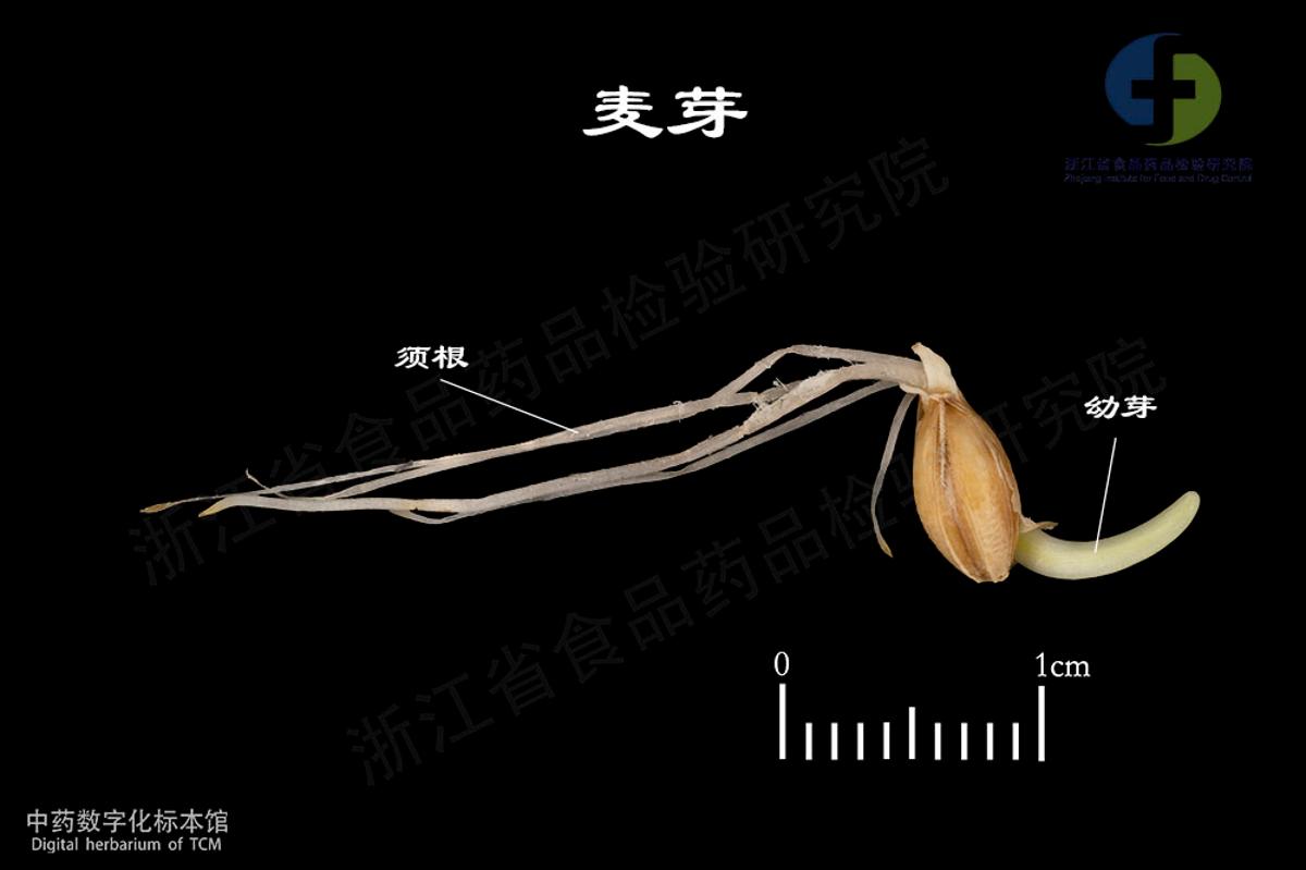 麦芽 标本影像