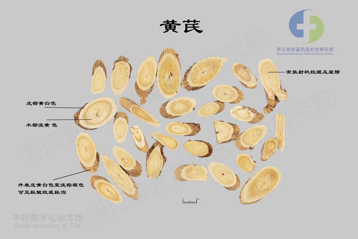 黄芪 标本影像