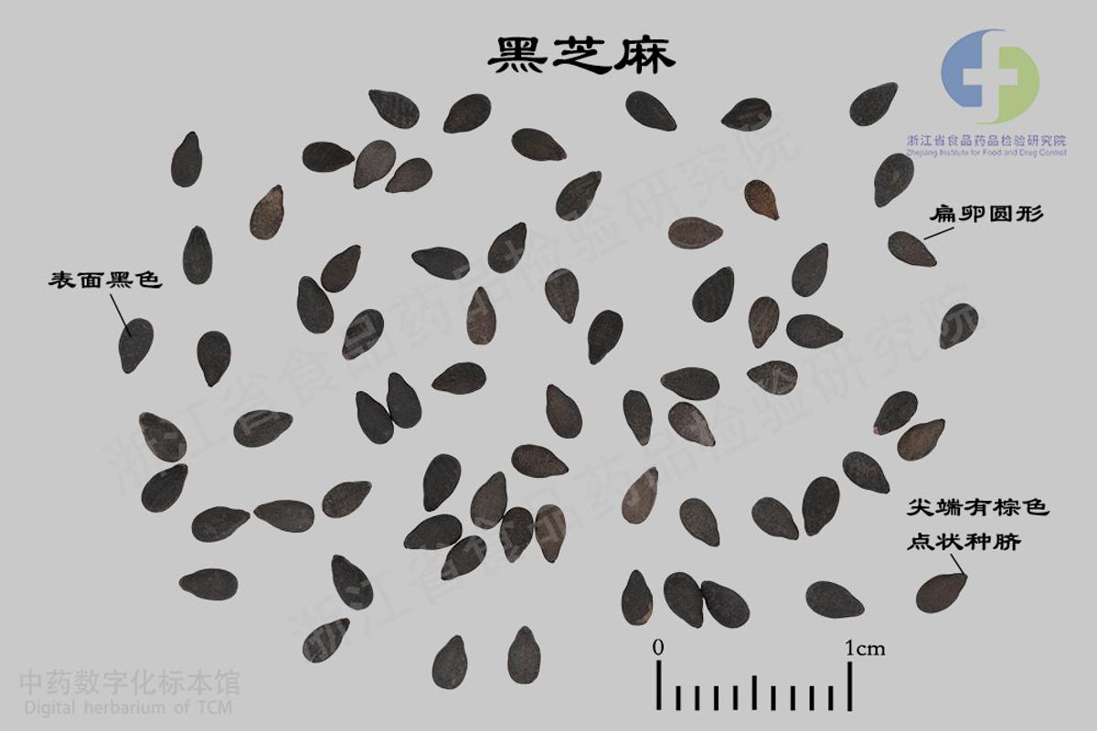 黑芝麻 标本影像