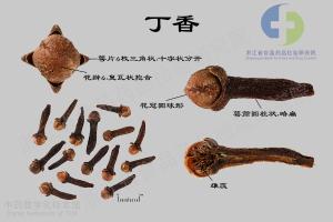 丁香 标本图