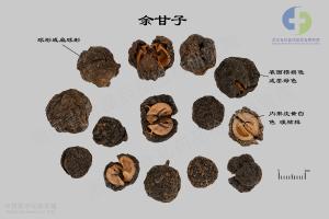 余甘子 标本图