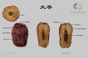 大枣 标本图