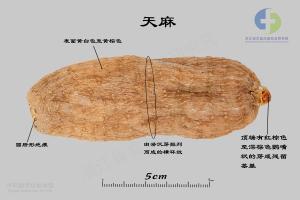 天麻 标本图
