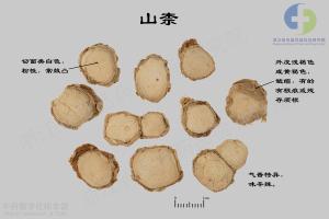山柰 标本图