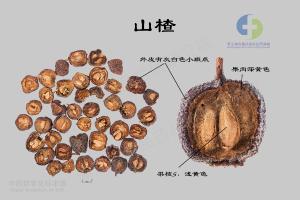 山楂 标本图