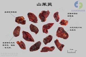 山茱萸 标本图