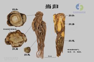 当归 标本图