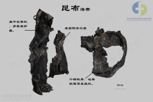 昆布 标本图