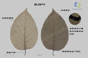 杜仲叶 标本图