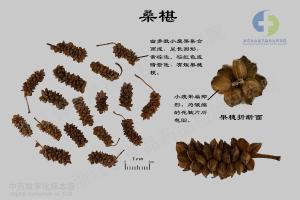 桑椹 标本图