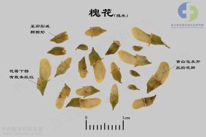 槐花 标本图